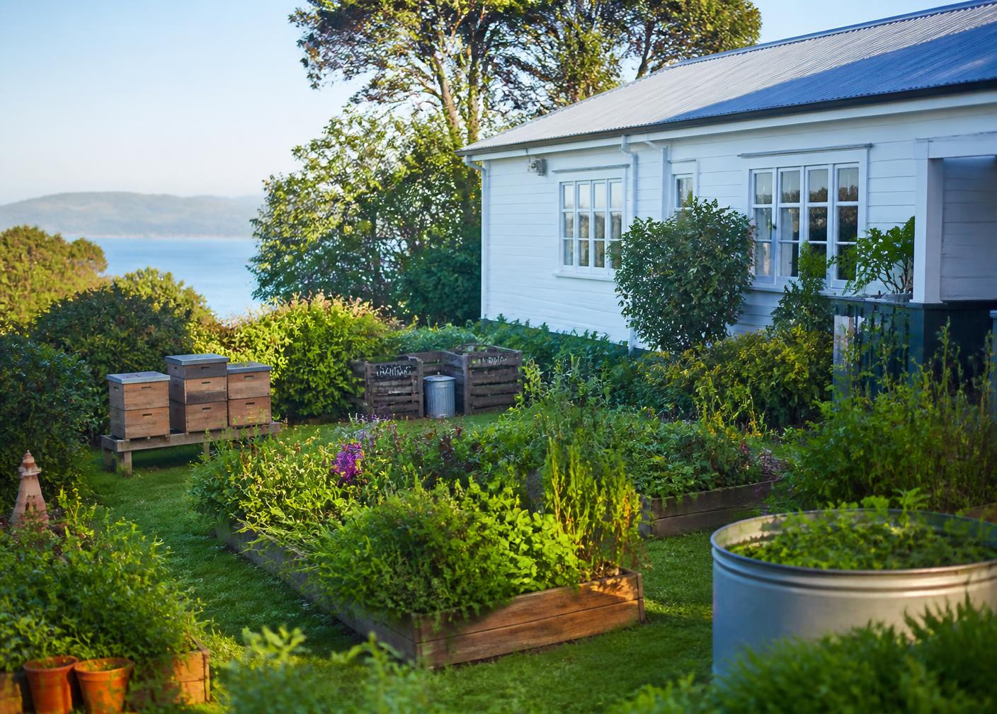 Kitchen garden with raised beds and beehives beside the white cottage